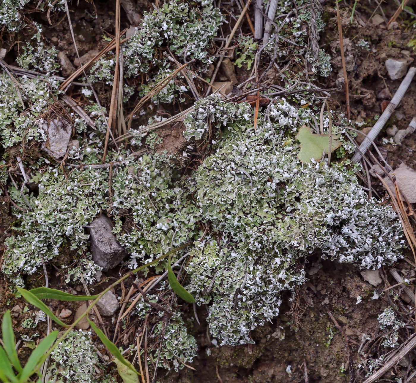 Изображение особи Cladonia foliacea.