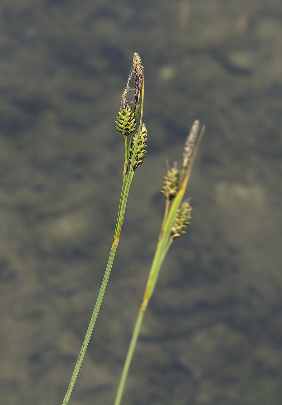 Изображение особи Carex appendiculata.