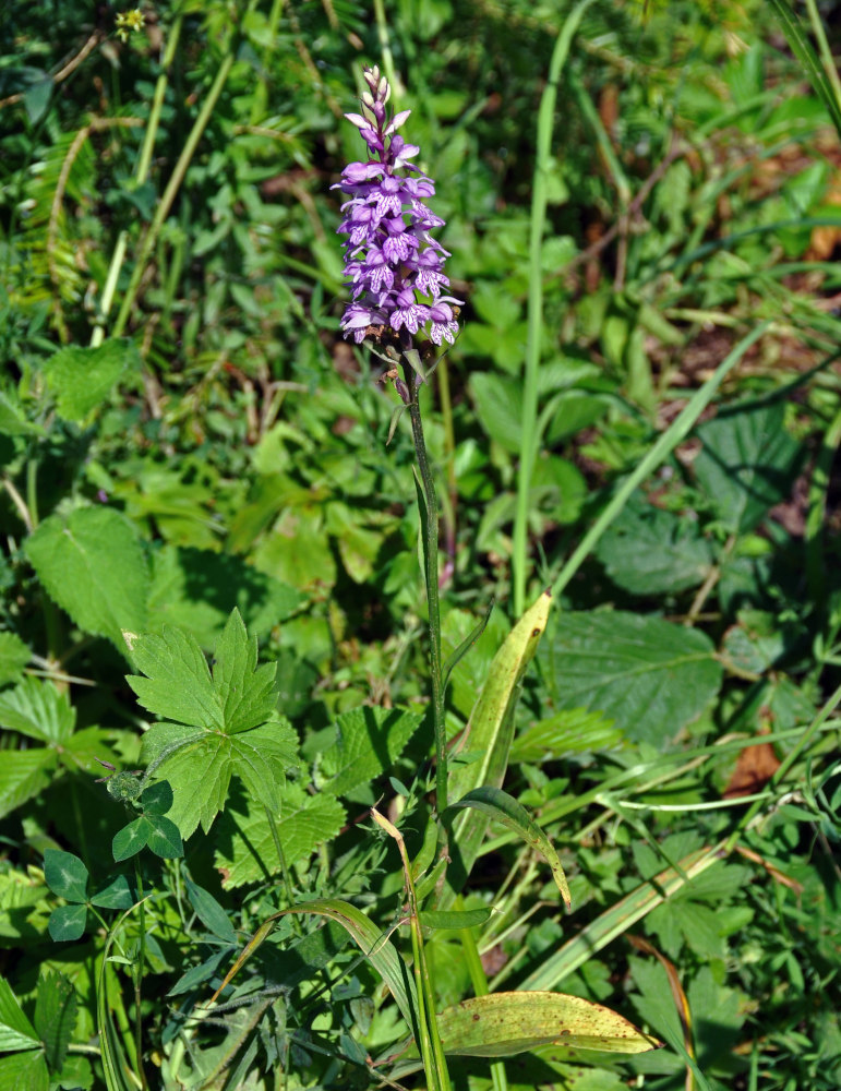 Изображение особи род Dactylorhiza.