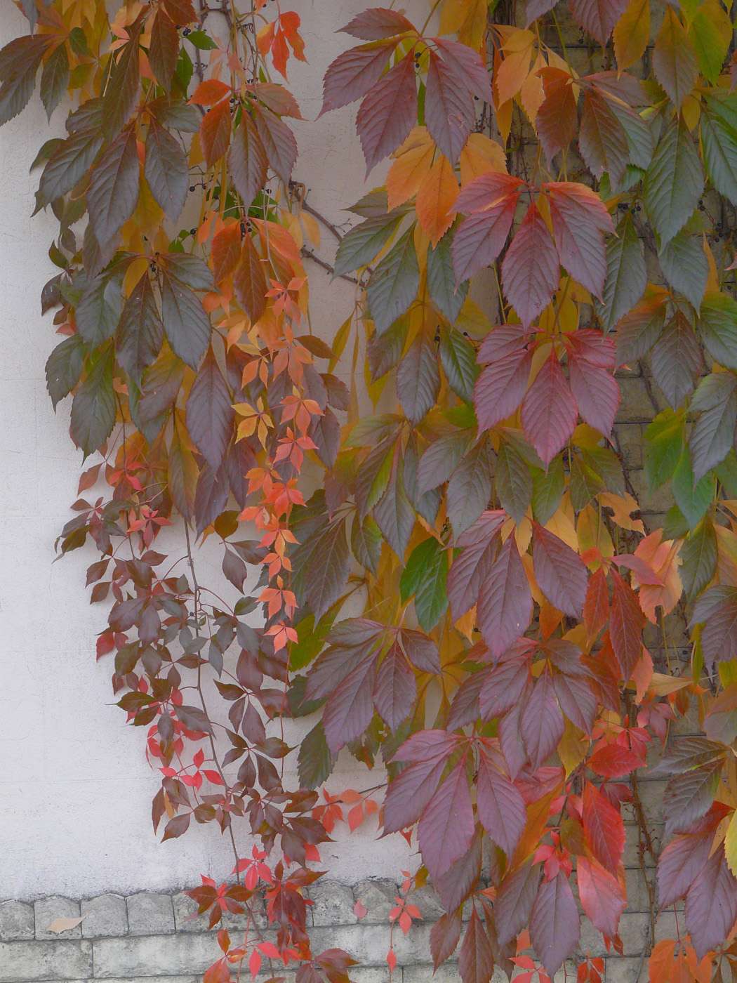 Image of Parthenocissus quinquefolia specimen.