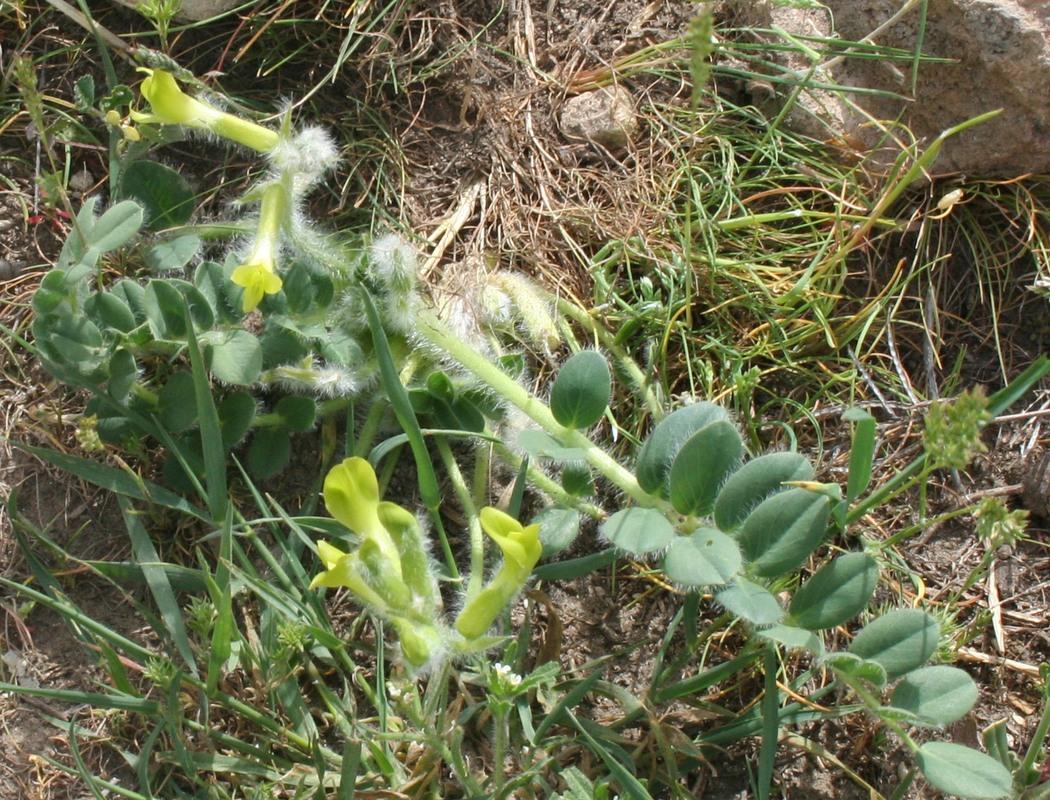 Изображение особи Astragalus fabaceus.