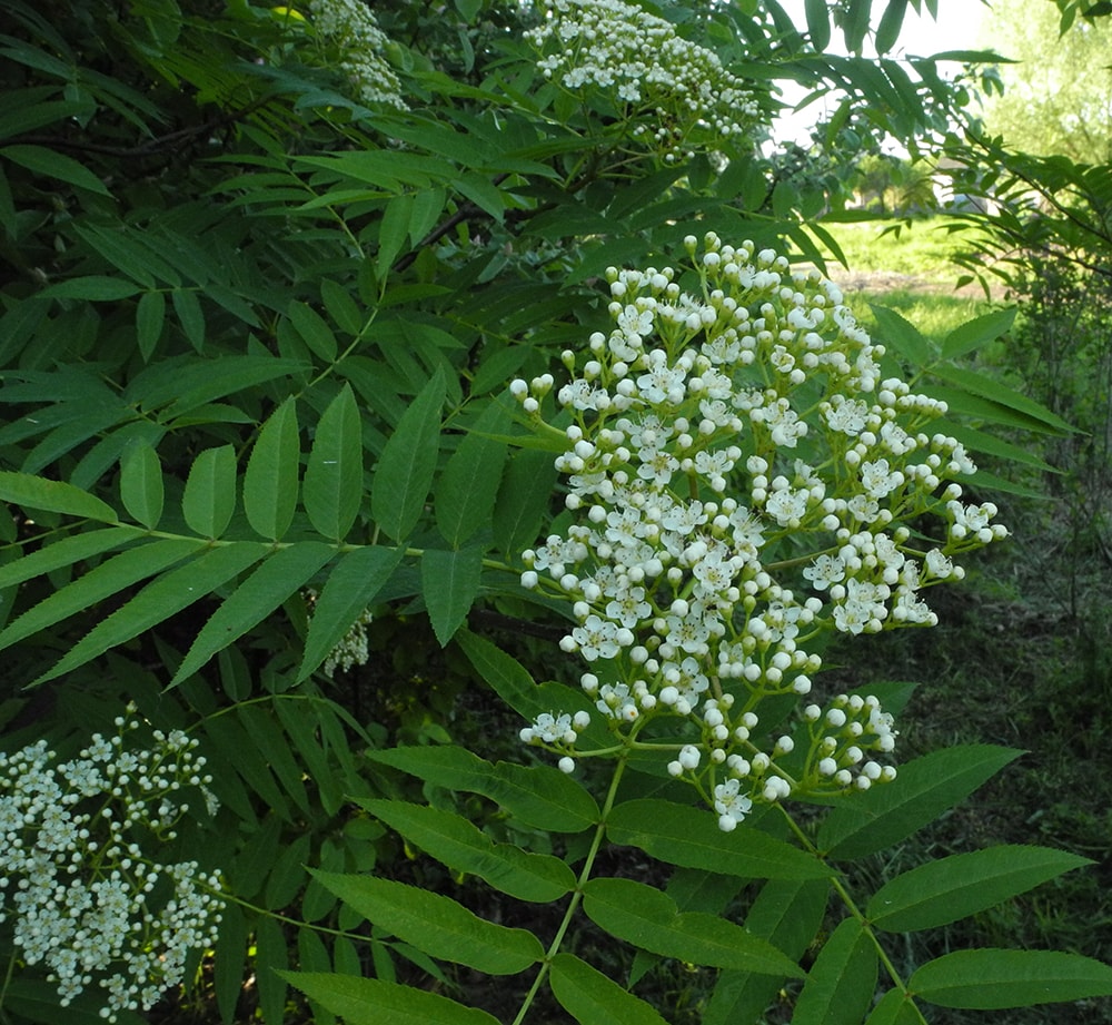 Изображение особи Sorbus commixta.