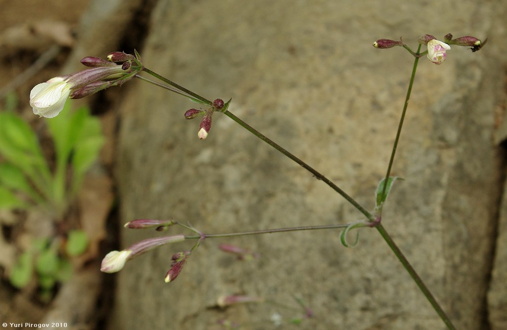 Image of Silene italica specimen.