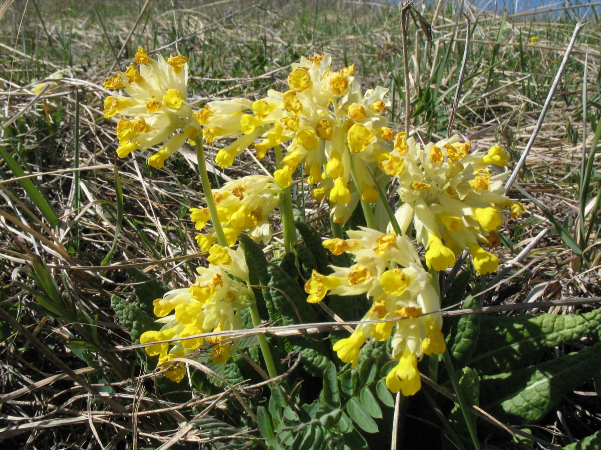 Image of Primula macrocalyx specimen.