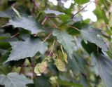 Acer ginnala