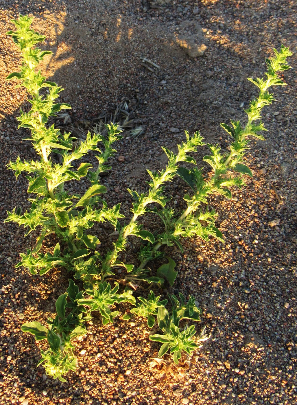 Image of Amaranthus albus specimen.