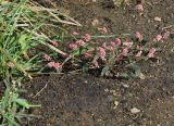 Persicaria maculosa