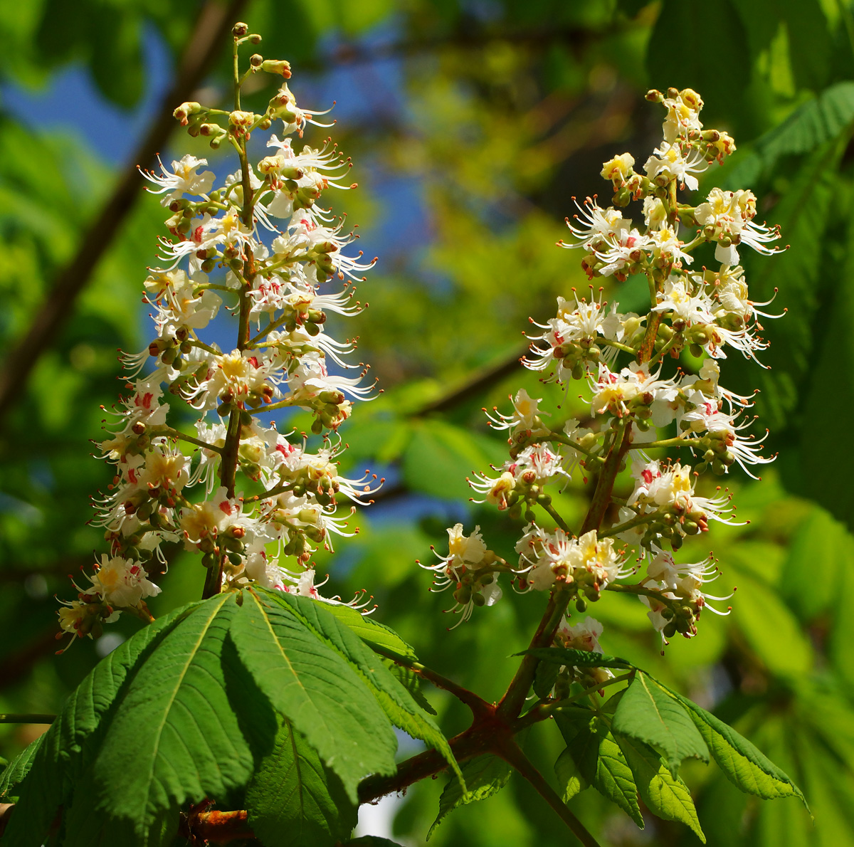 Изображение особи Aesculus hippocastanum.