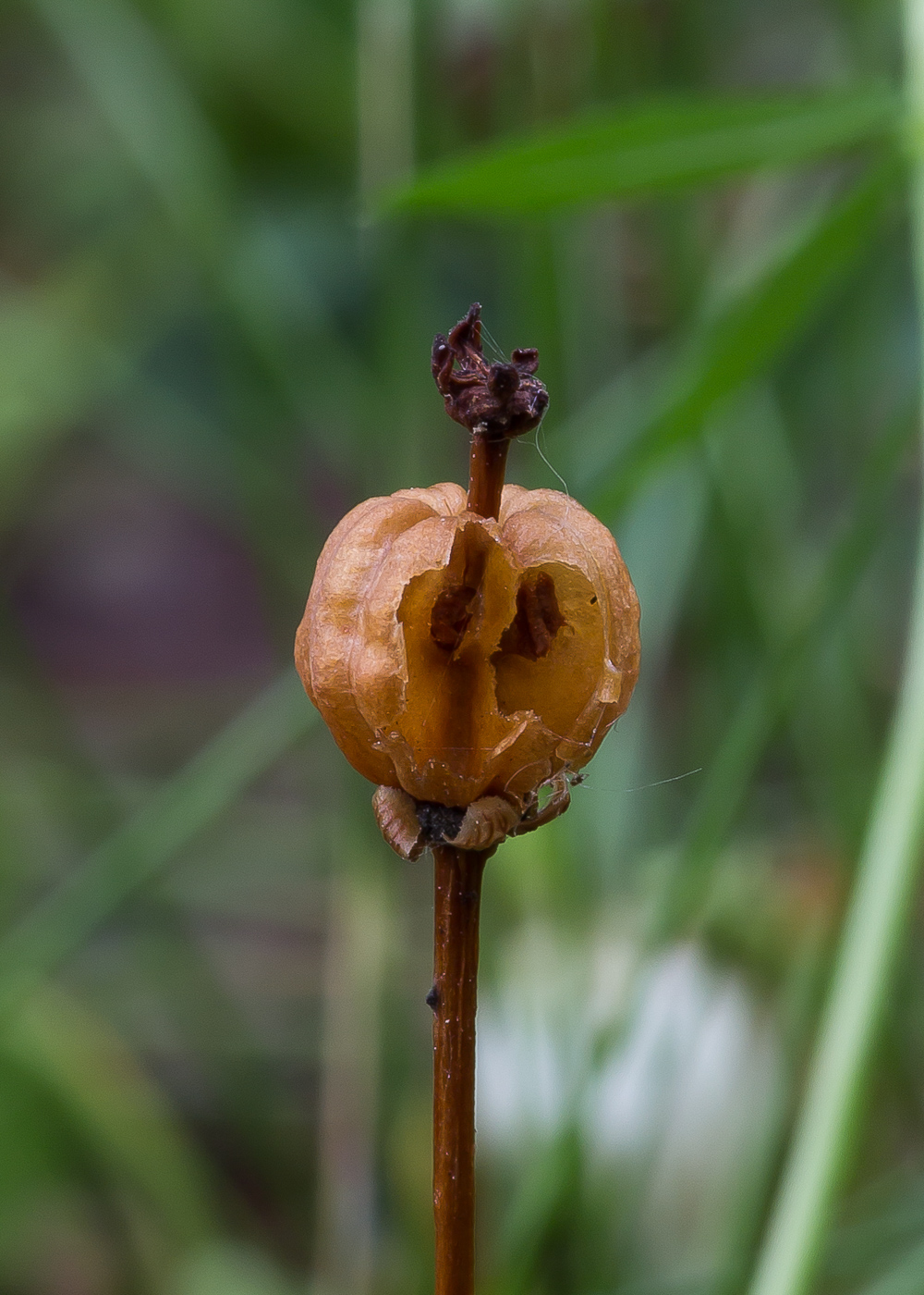 Image of Moneses uniflora specimen.