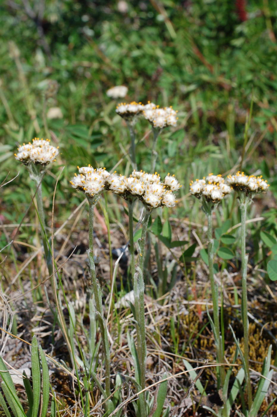 Изображение особи Antennaria lanata.
