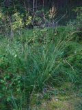 Molinia caerulea
