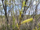 Salix nipponica