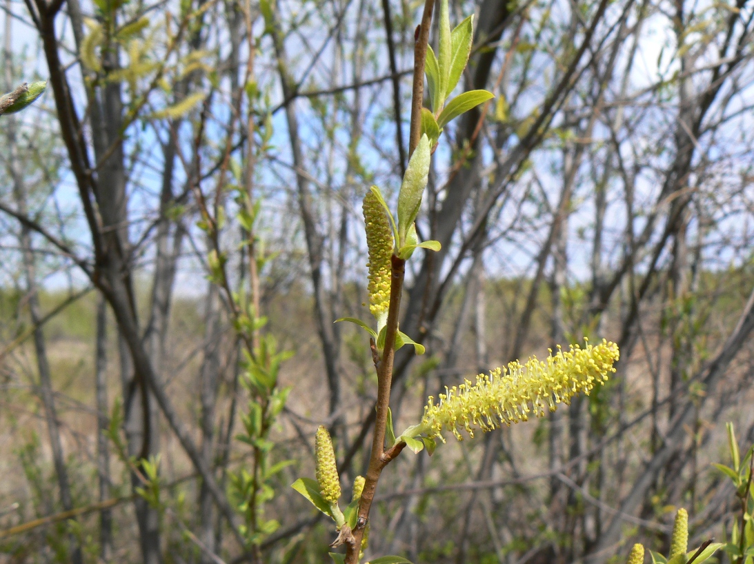 Image of Salix nipponica specimen.