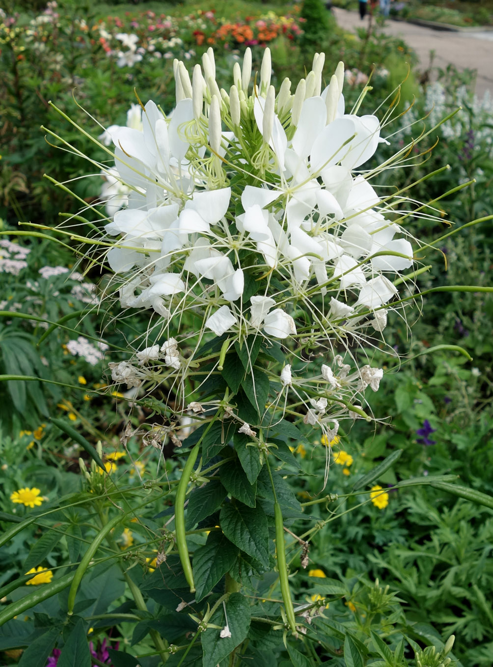 Image of Tarenaya hassleriana specimen.