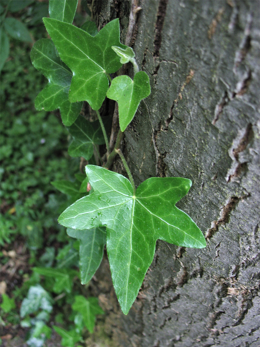 Изображение особи Hedera helix.