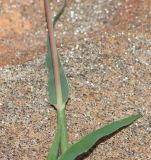 Tragus racemosus