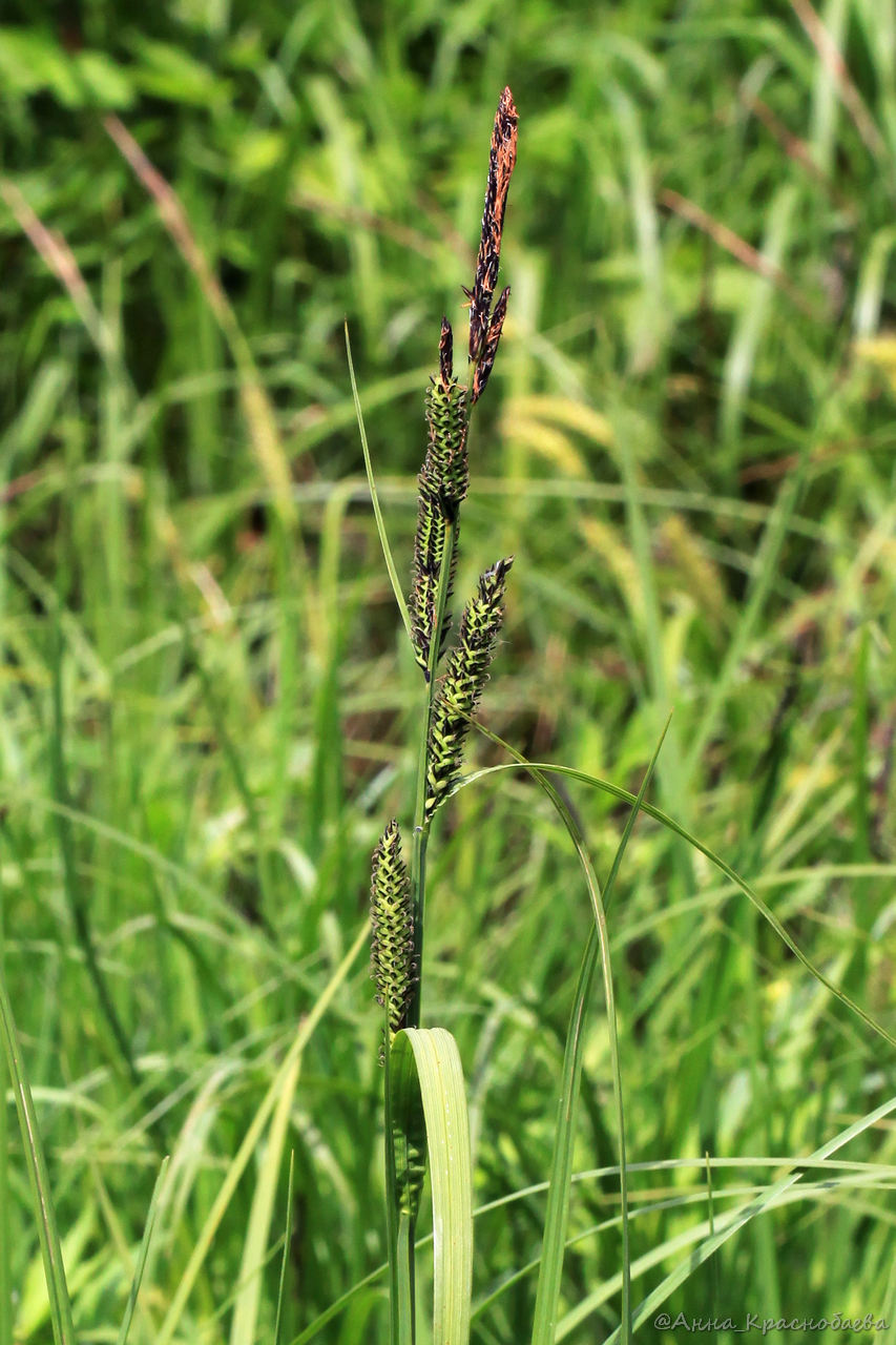 Изображение особи Carex acuta.