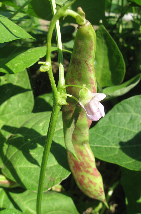 Изображение особи Phaseolus vulgaris.