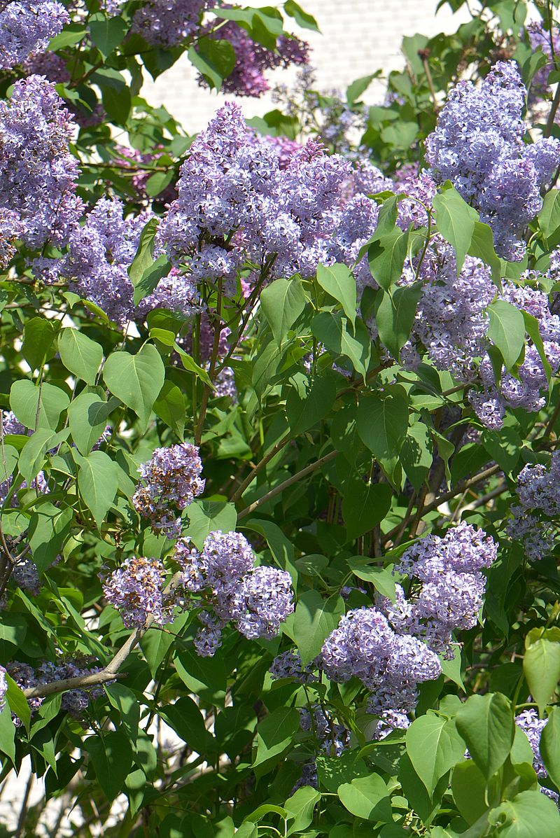 Изображение особи Syringa vulgaris.