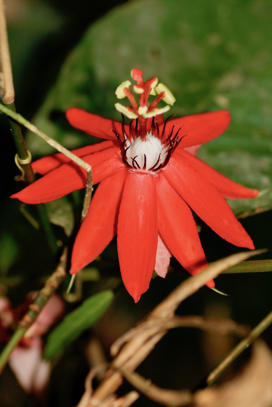 Image of Passiflora miniata specimen.