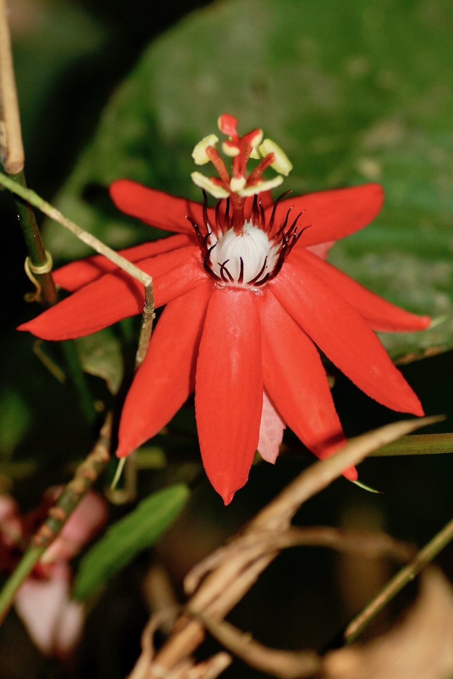 Изображение особи Passiflora miniata.