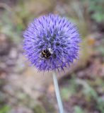 Echinops crispus. Соцветие с питающимся жуком. Пермский край, Кунгурский р-н, окр. с. Филипповка, гора Ледяная, крутой склон, разнотравный луг. 18.07.2020.