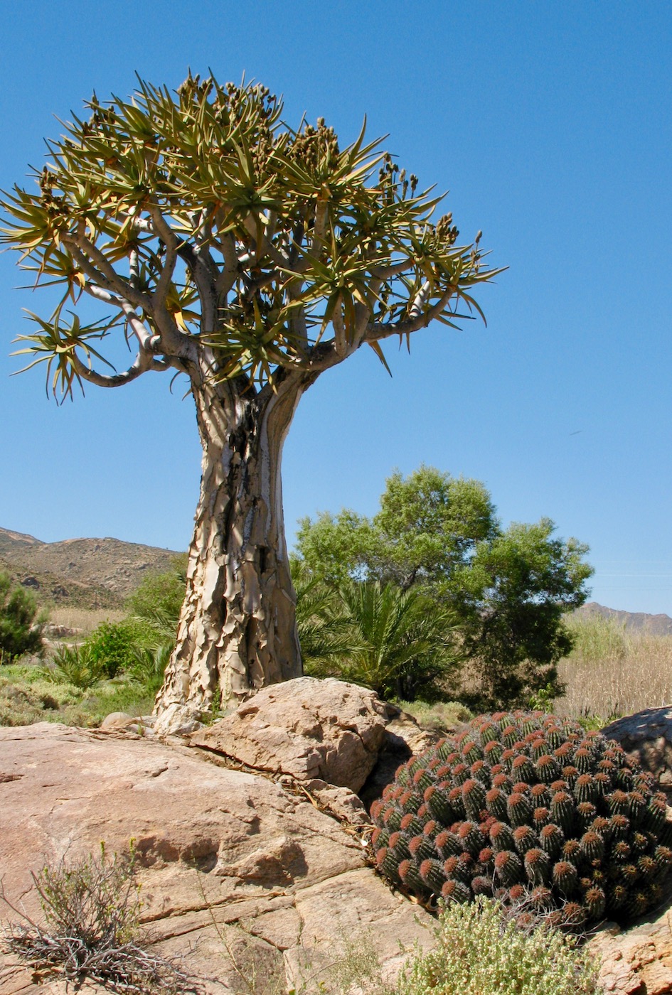 Изображение особи Euphorbia stellispina.