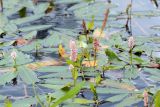 Persicaria amphibia