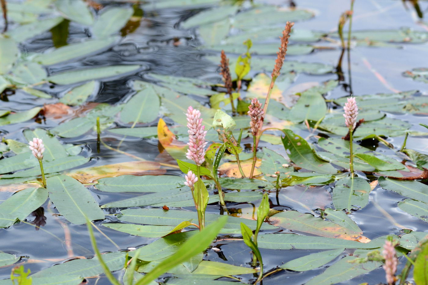 Изображение особи Persicaria amphibia.