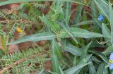 Commelina подвид livingstonii