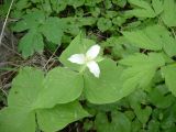 Trillium camschatcense