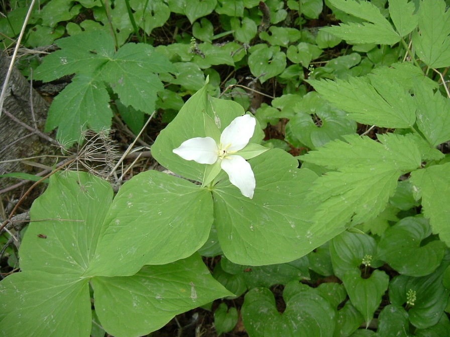 Image of Trillium camschatcense specimen.