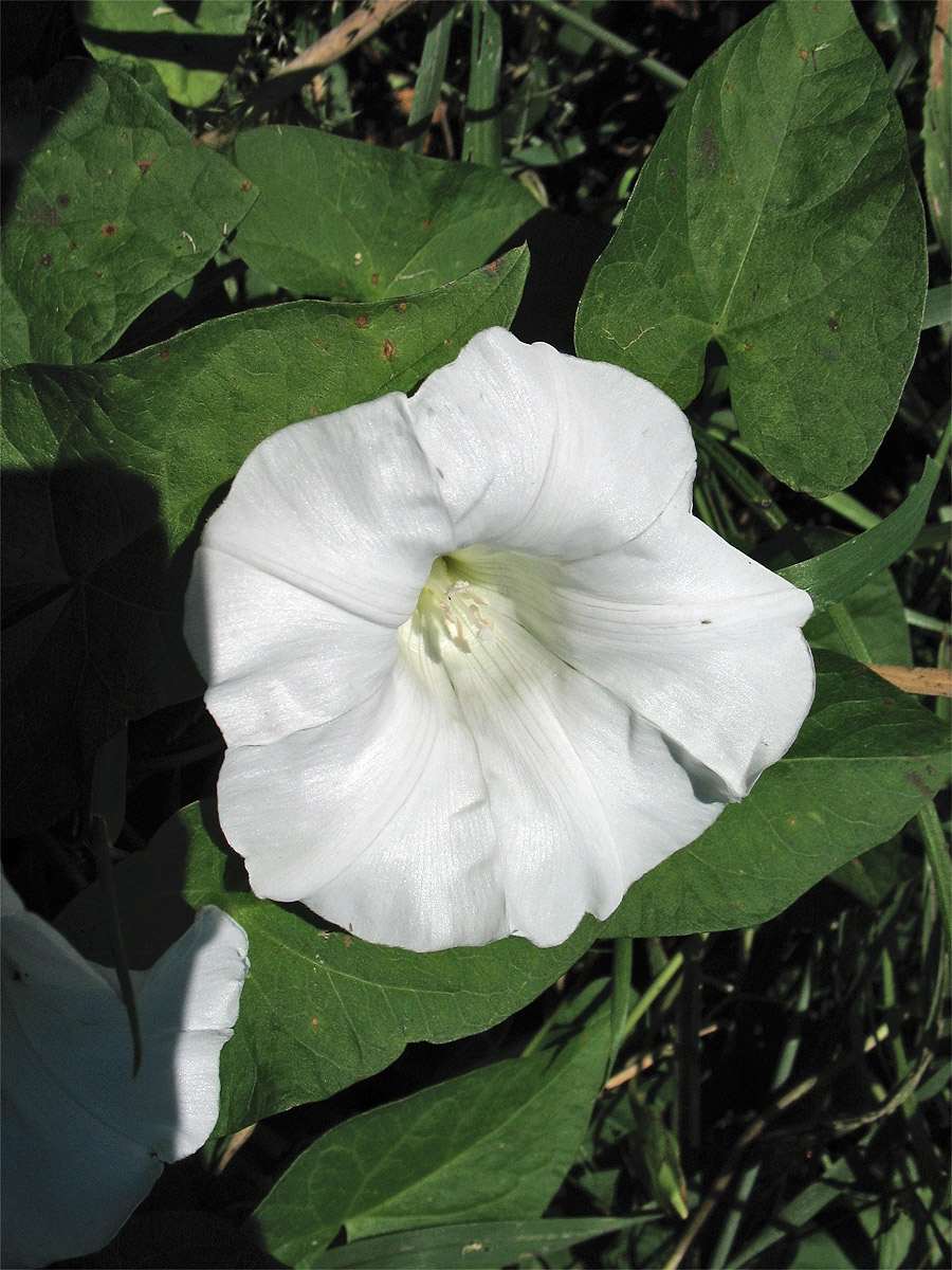 Изображение особи Calystegia sepium.