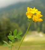 Lotus caucasicus
