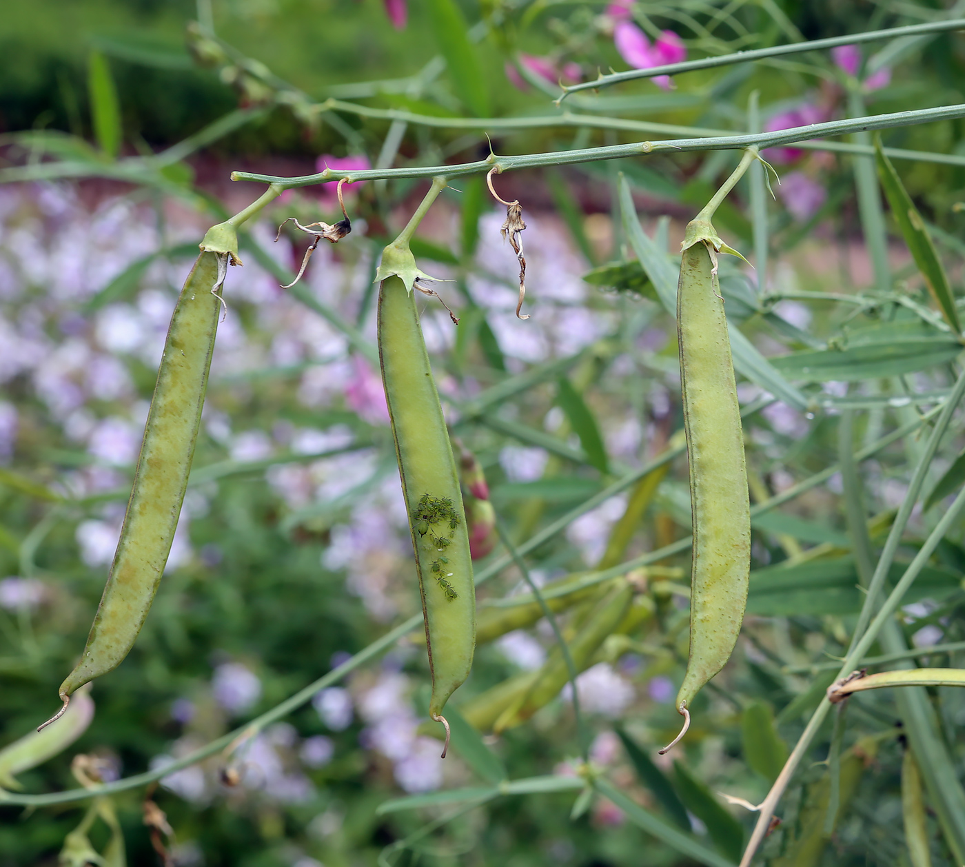 Image of Lathyrus latifolius specimen.