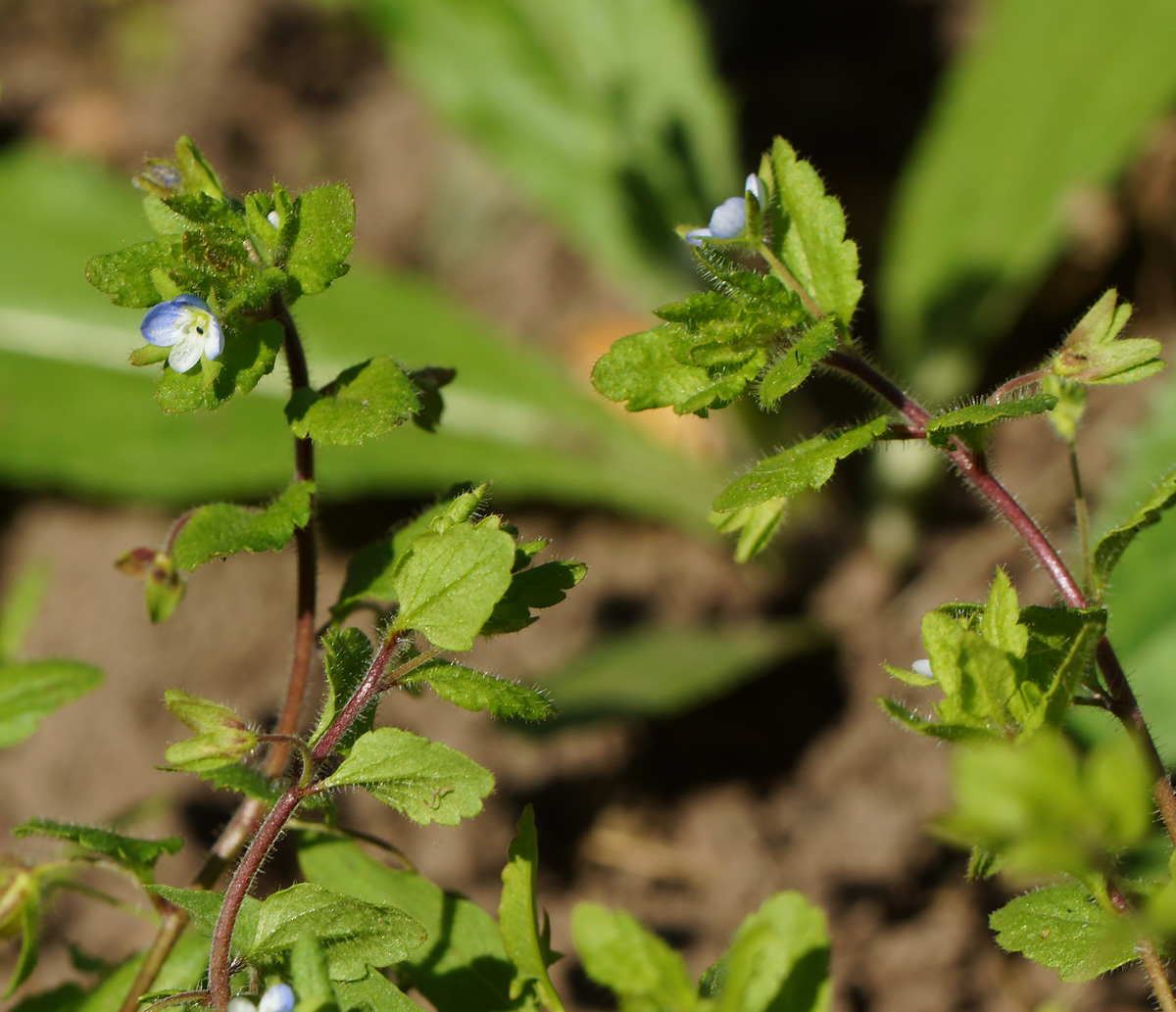 Image of Veronica polita specimen.