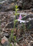 Stachys angustifolia. Верхушка побега с соцветием с цветком и бутонами. Южный Берег Крыма, сев.-вост. склон горы Аю-Даг, скальник. 06.08.2019.