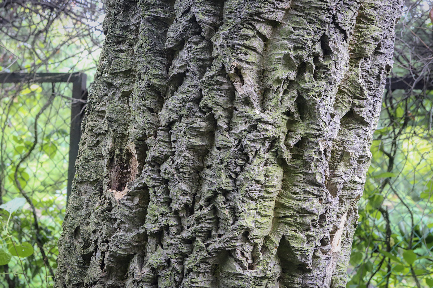 Image of Phellodendron amurense specimen.