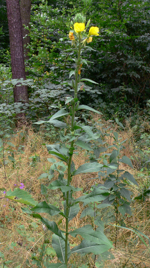 Изображение особи Oenothera biennis.