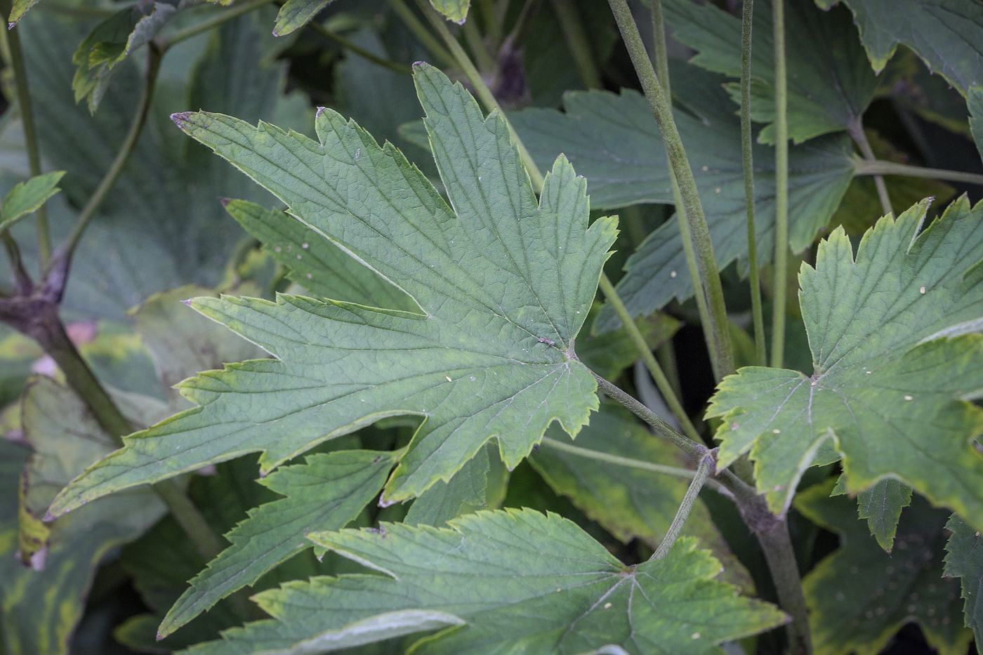 Image of Anemone hupehensis specimen.