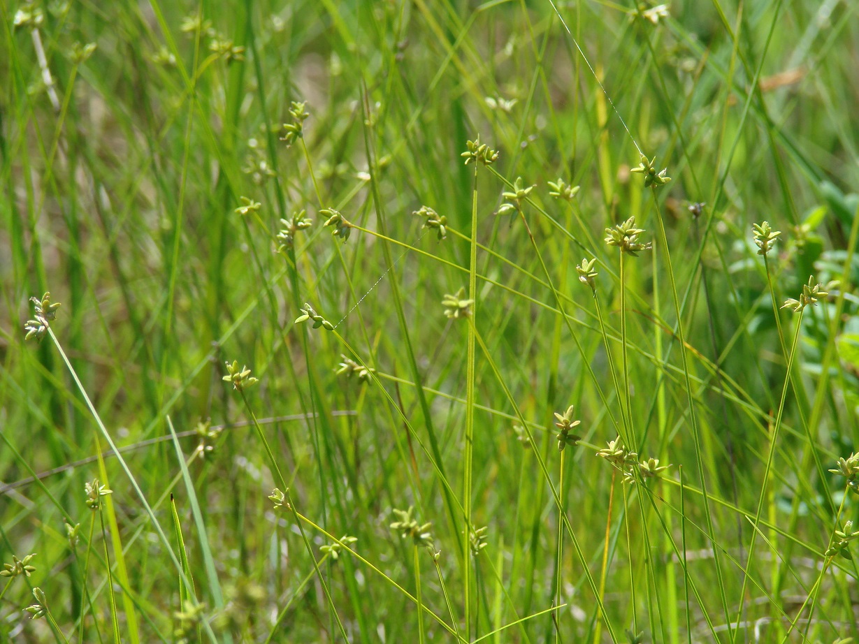 Image of Carex tenuiflora specimen.