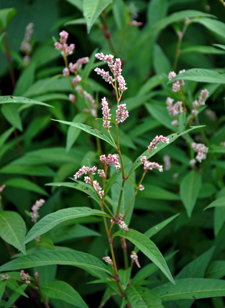 Image of Persicaria lapathifolia specimen.