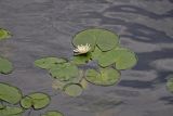 Nymphaea candida