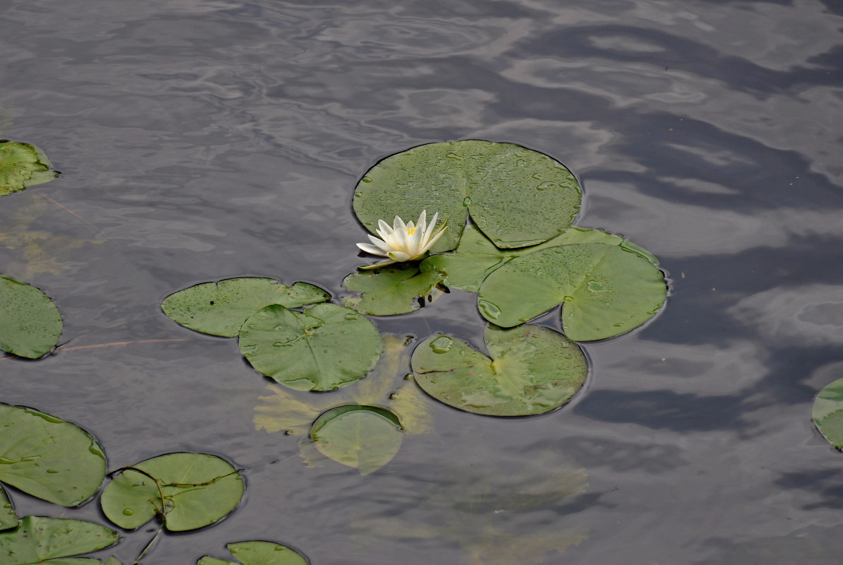 Изображение особи Nymphaea candida.