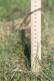 Festuca rubra