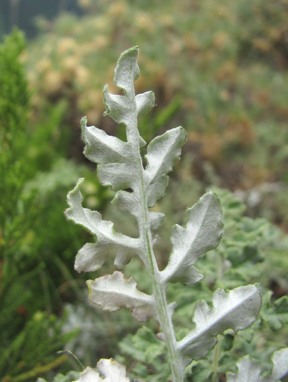 Изображение особи Psephellus salviifolius.