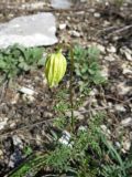 Clematis latisecta