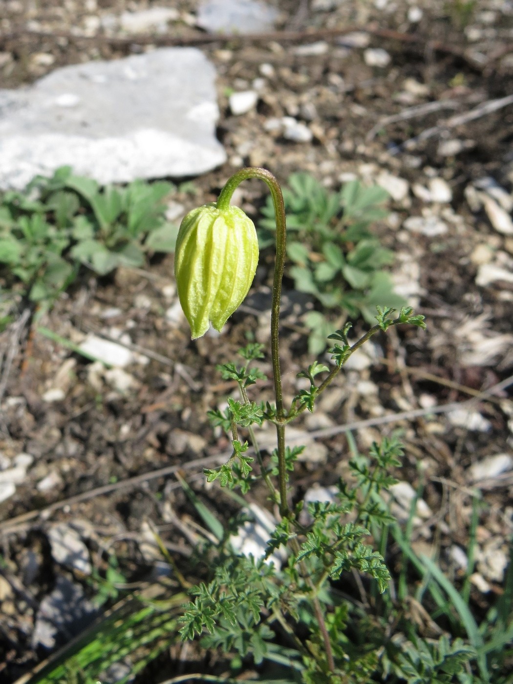 Изображение особи Clematis latisecta.