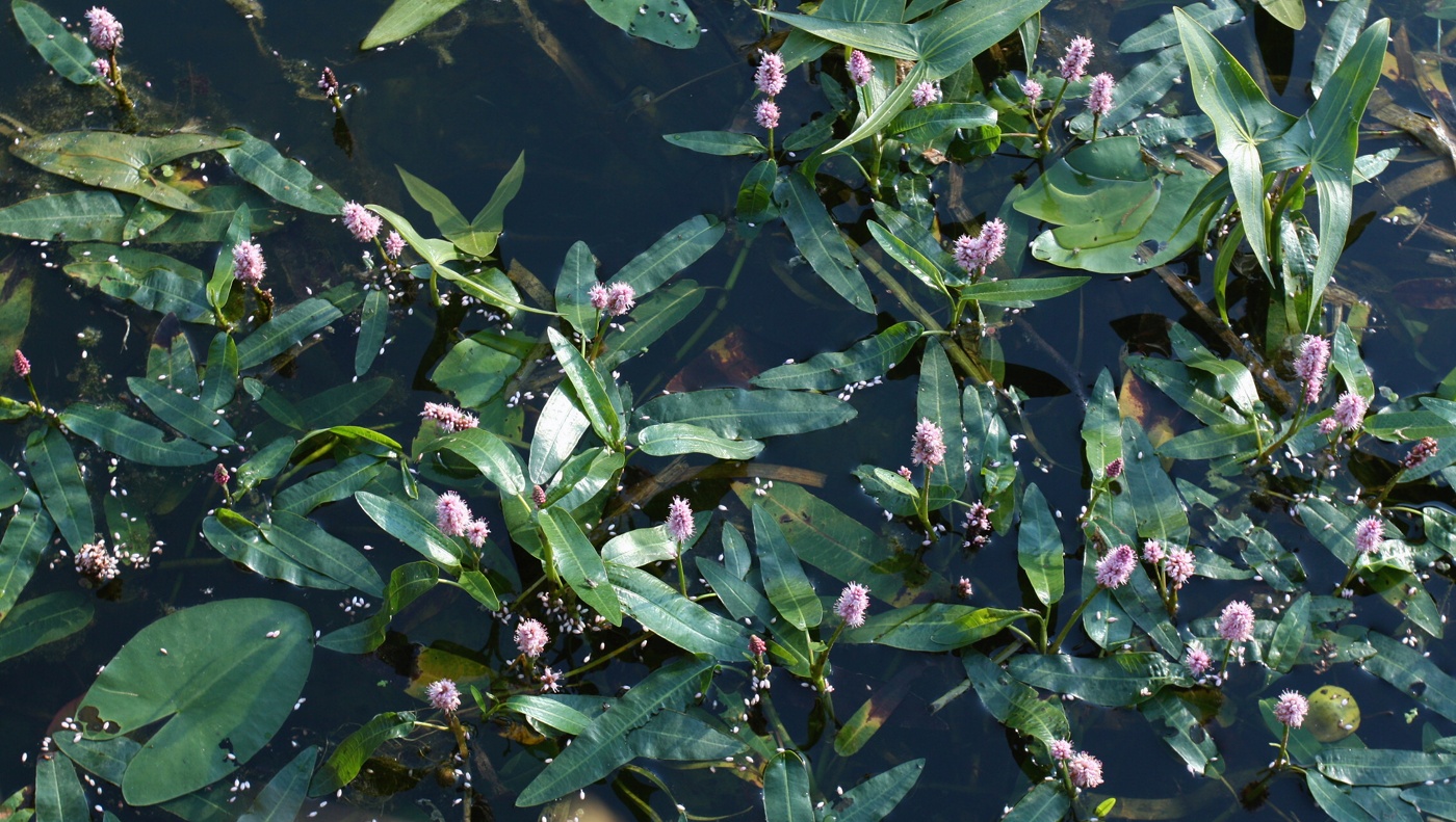 Image of Persicaria amphibia specimen.