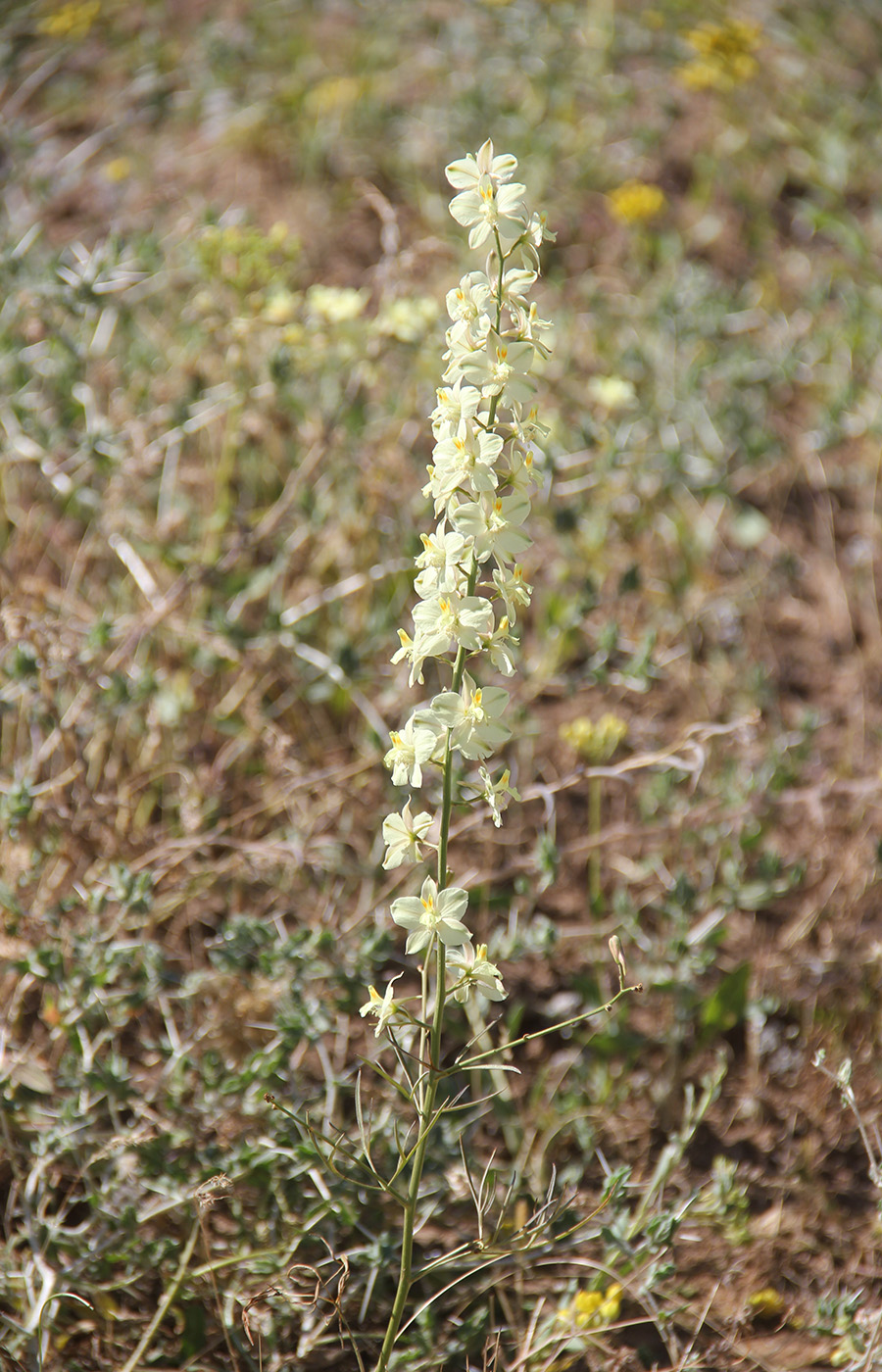Image of Delphinium semibarbatum specimen.